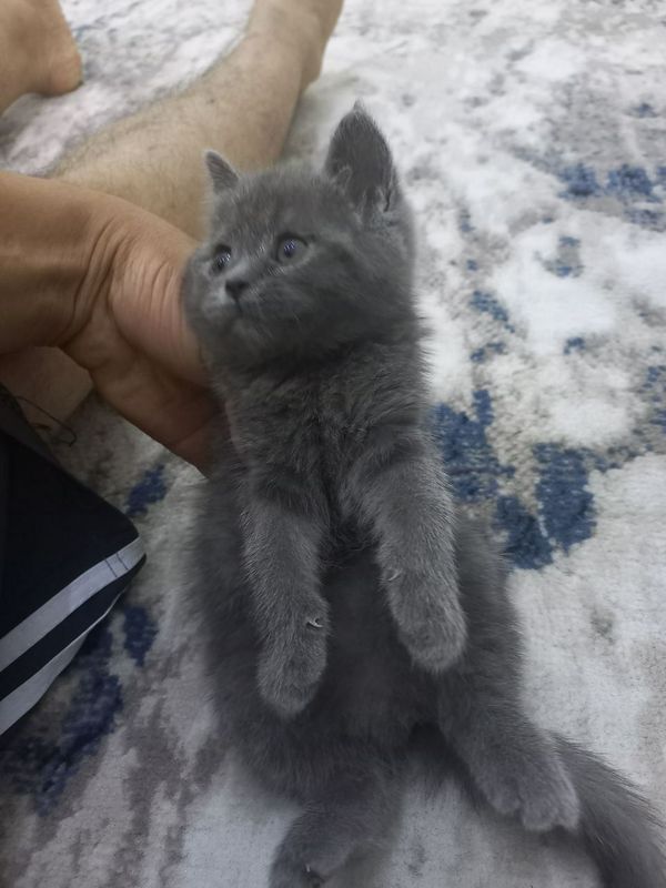 Срочно скоттиш страйт девочка. Срочно скоттиш страйт девочка.