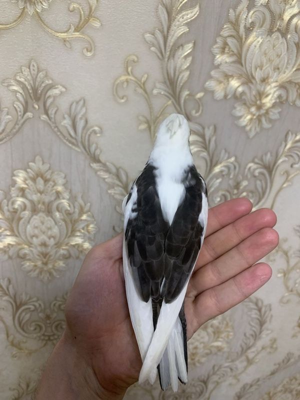 Karela sotiladi toti ruchnou Karela sotiladi toti ruchnou