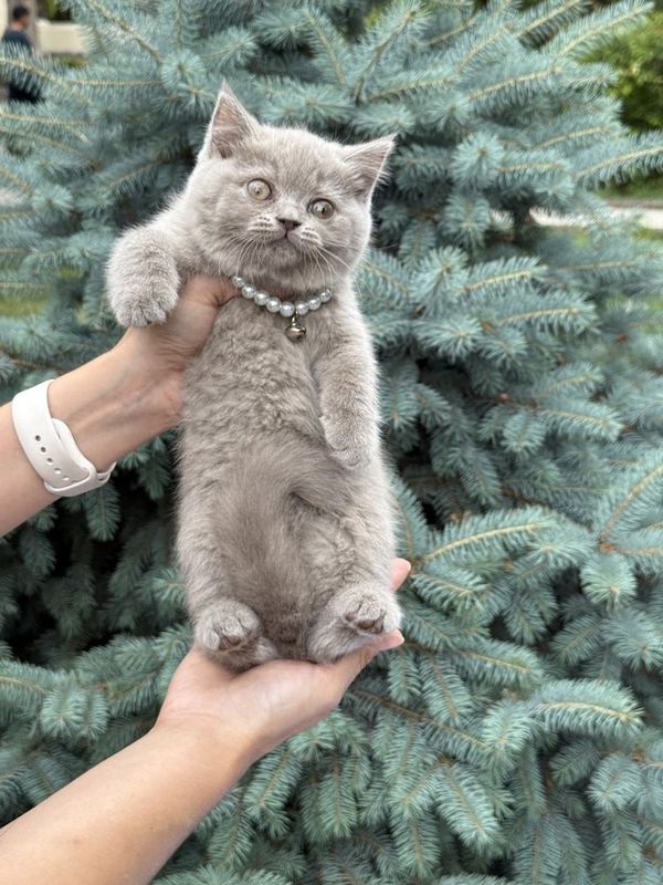Британский котёнок Британский котёнок