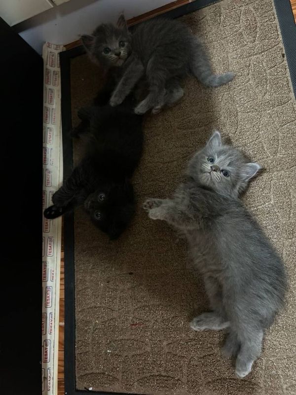 Шотландские вислоухие котята Шотландские вислоухие котята