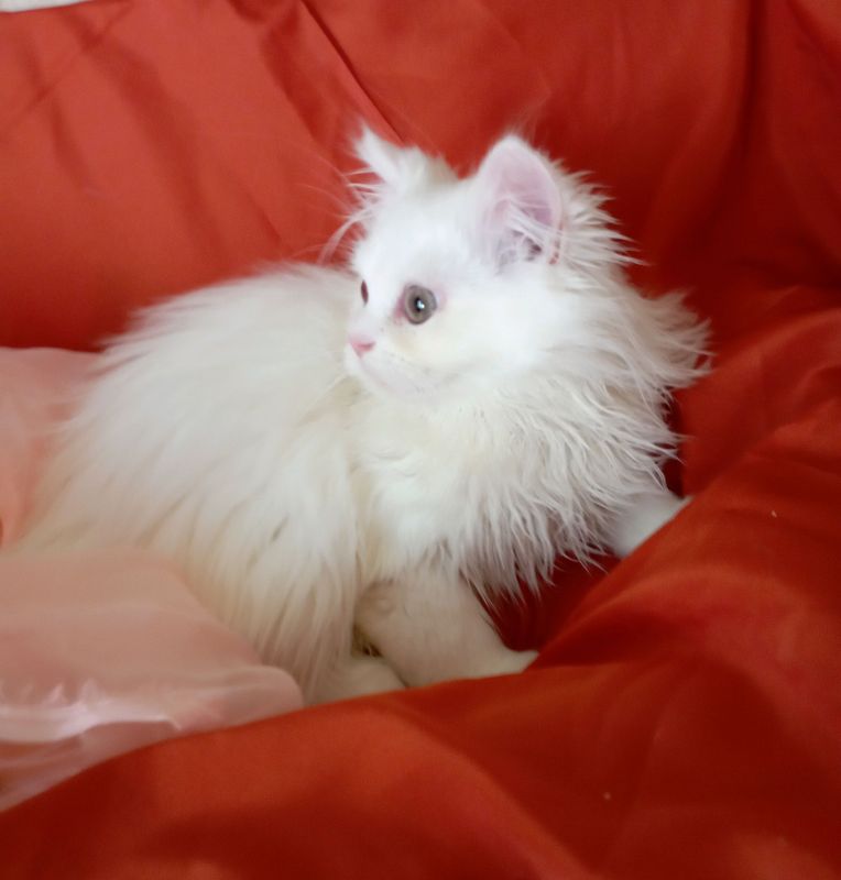 Котёнок пушок 3 мес. Котёнок пушок 3 мес.