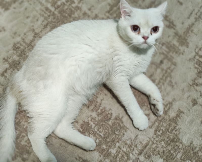 mushuk sotiladi skotish strayt shinshilla mushuk sotiladi skotish strayt shinshilla