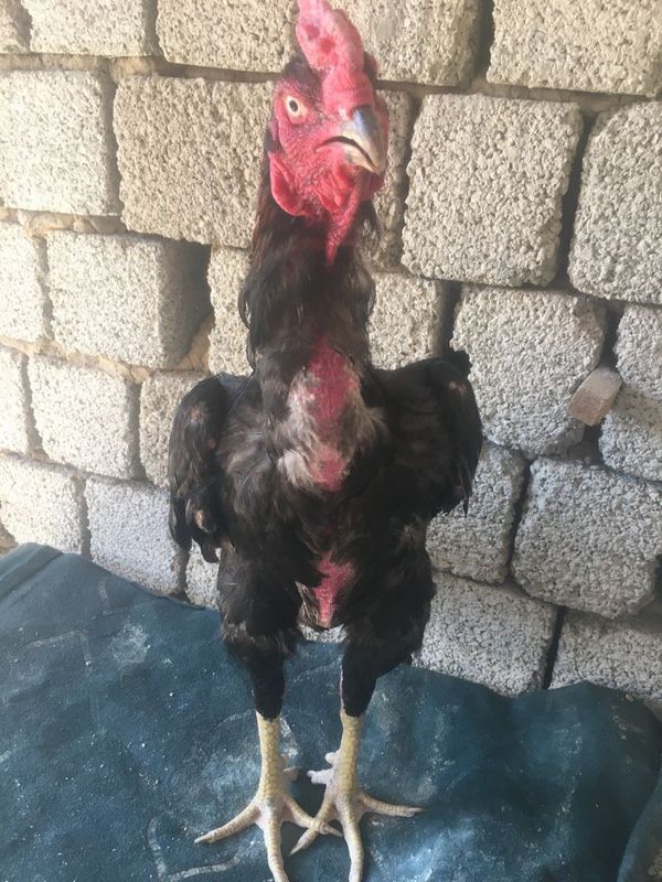 Bobo hoʻroz sotiladi Bobo hoʻroz sotiladi