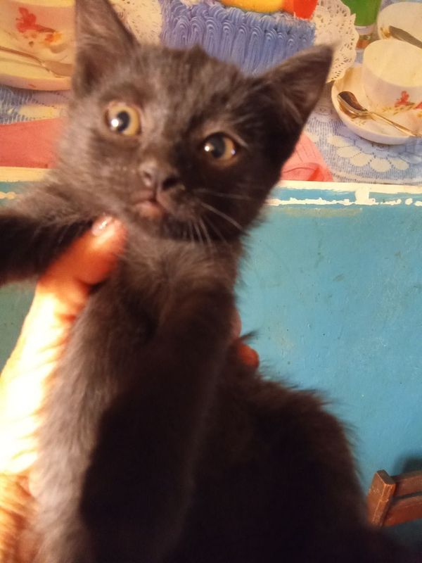 Котя 2месяца в еде не прихотливы