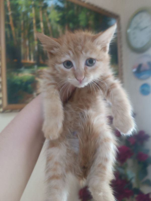 Рыжий котёнок !!! Рыжий котёнок !!!