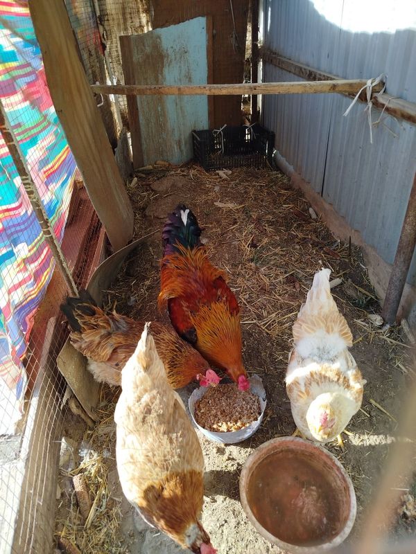 Xoʻroz 1 yow horozni ozi sotiladi Xoʻroz 1 yow horozni ozi sotiladi