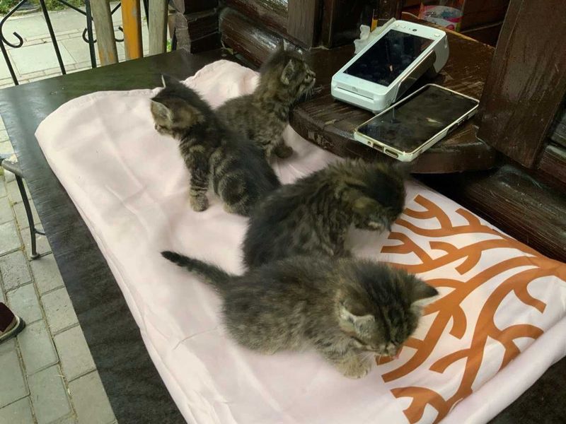 Котята в добрые руки Котята в добрые руки