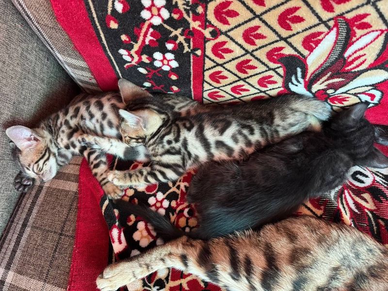 Чистокровные бенгальские котята Чистокровные бенгальские котята