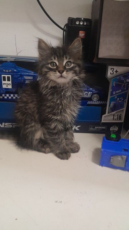 Котята мальчики 3 месяца Котята мальчики 3 месяца