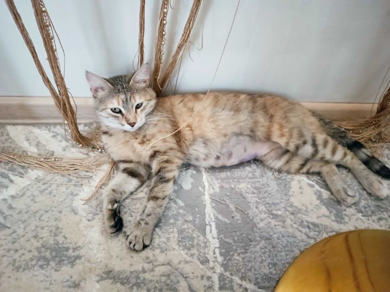 Кошка спокойная, стерилизованная Кошка спокойная, стерилизованная