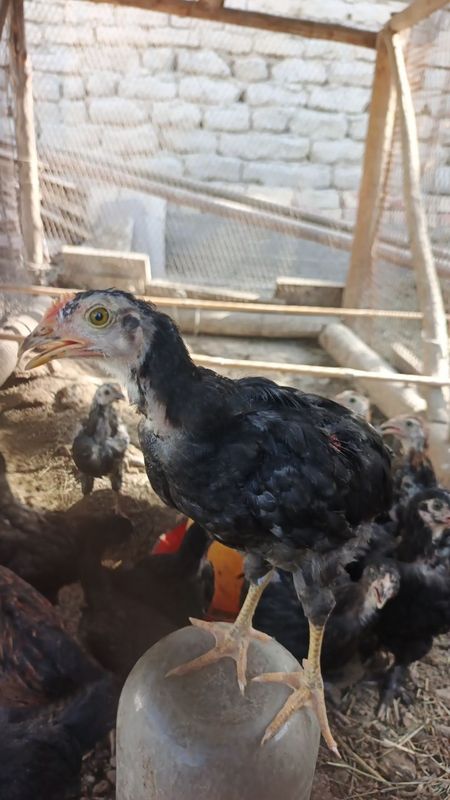 Xonaki jo'jala sotiladi 1.5 oylik bo'ldi vaksinalari qilingan soglom Xonaki jo'jala sotiladi 1.5 oylik bo'ldi vaksinalari qilingan soglom