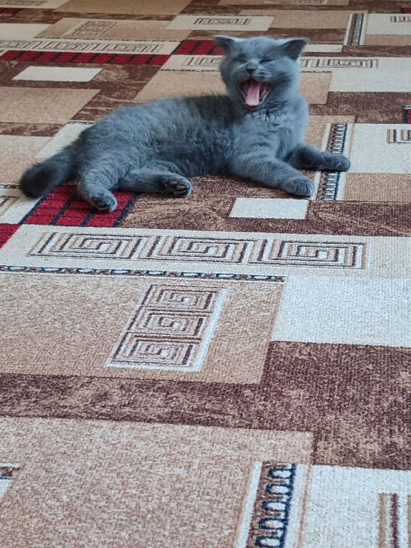 mushukcha