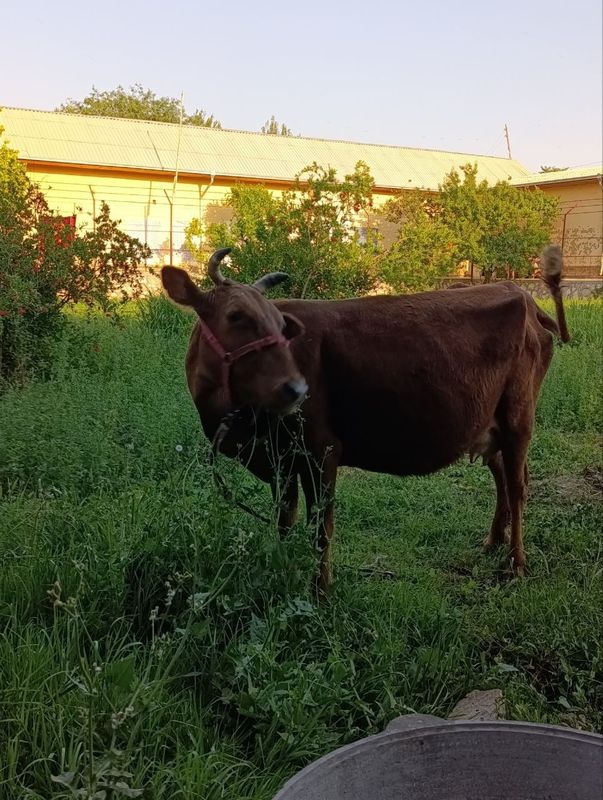 Sutli sigir sotiladi Sutli sigir sotiladi