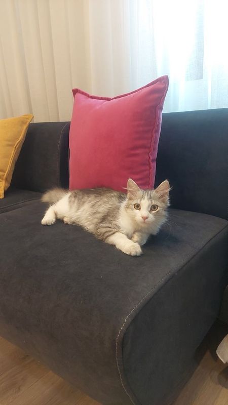 Котёнок мальчик Ташкент Котёнок мальчик Ташкент