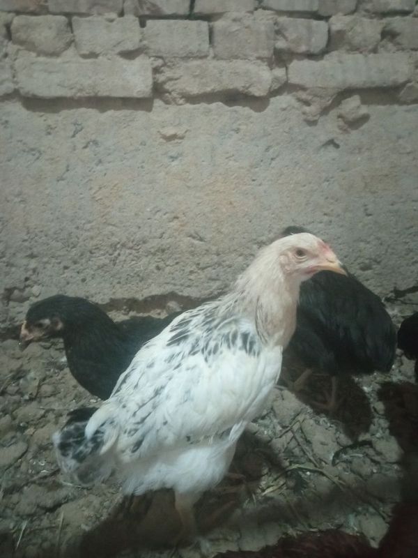 Hashaki jojala yaxwi