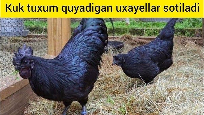 Uxalayn tuxumlari sotiladi Uxalayn tuxumlari sotiladi