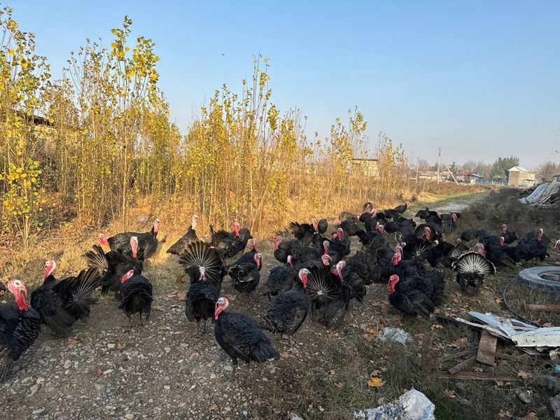 Kurka horozlari sotiladi soyib tozalab berish hizmati ham bor