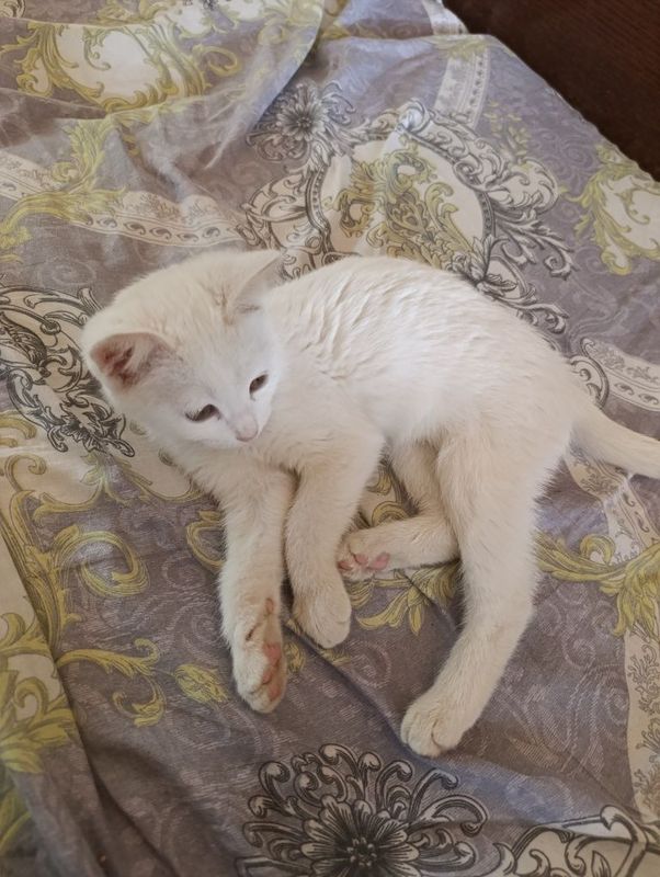 Mushuk turetski angora