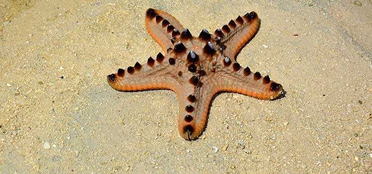Морская звезда, protoreaster nodosus chocolate chip star Морская звезда, protoreaster nodosus chocolate chip star