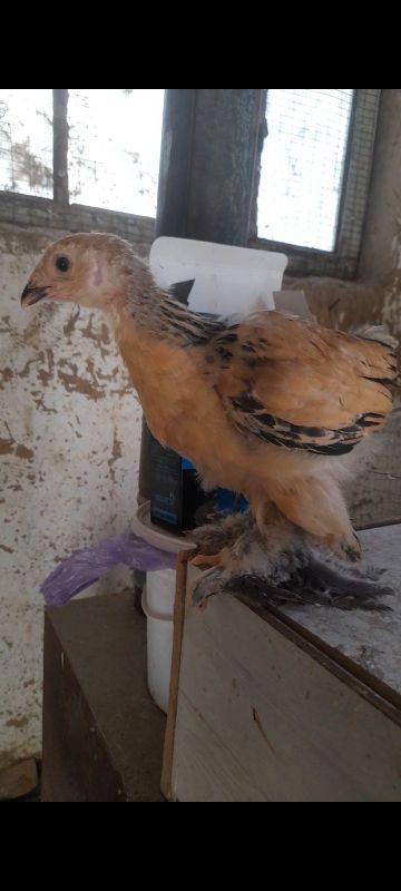 Brama jojalari sotiladi Brama jojalari sotiladi