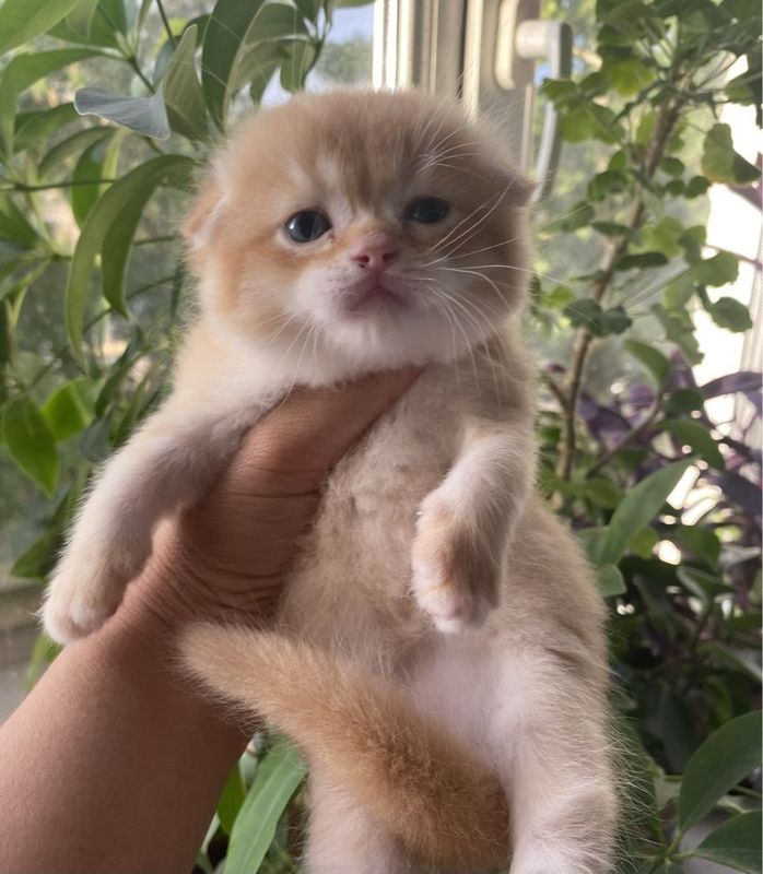 Чистокровный скоттиш фолд мальчик Чистокровный скоттиш фолд мальчик