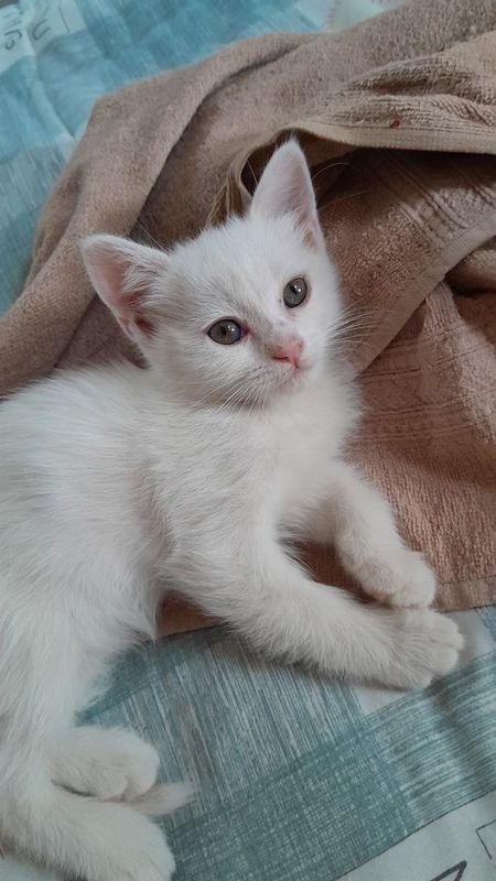 Котята скотиш страйт и фолд