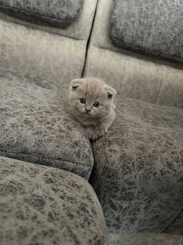 Скотиш фолд. Скотиш страйт Скотиш фолд. Скотиш страйт