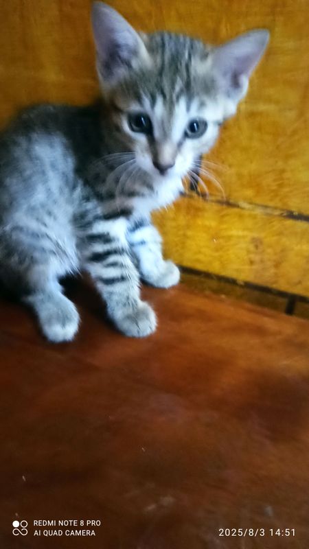 отдам котят в хорошие руки даром. отдам котят в хорошие руки даром.