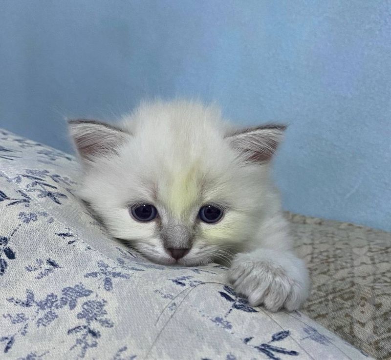 Продается котята