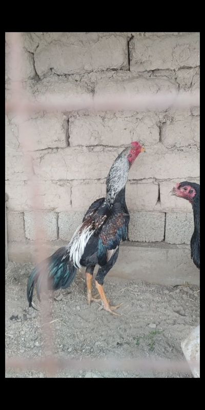 Joja 10 oyli boldi zoti toza yuruv kaltegi aniq uch qahramon tarafda Joja 10 oyli boldi zoti toza yuruv kaltegi aniq uch qahramon tarafda