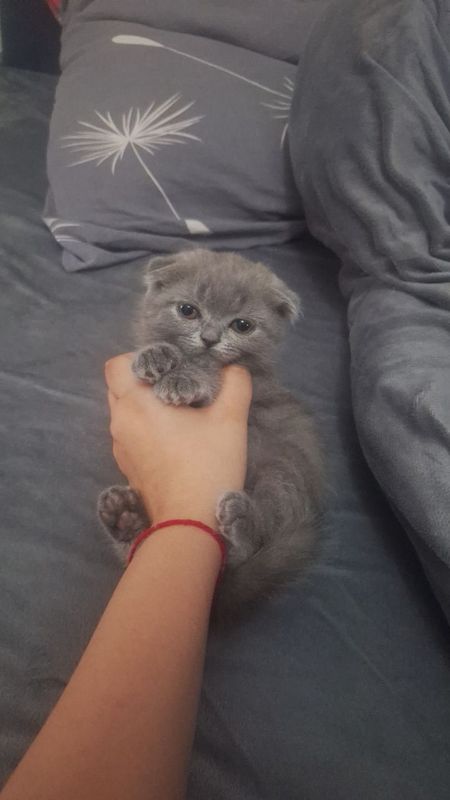 Котята, породы скоттиш фолд Котята, породы скоттиш фолд