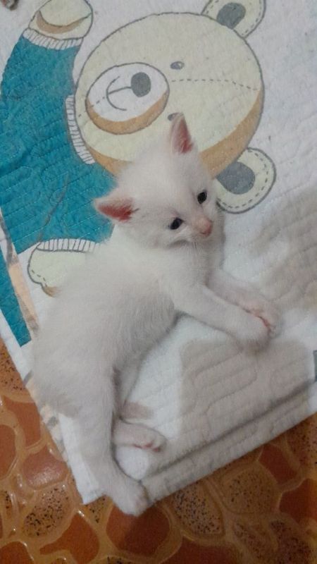 Котёнок мальчик 1 месяца Котёнок мальчик 1 месяца
