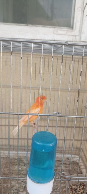 Kanareka paroda sirocna sotiladi qafasibilan