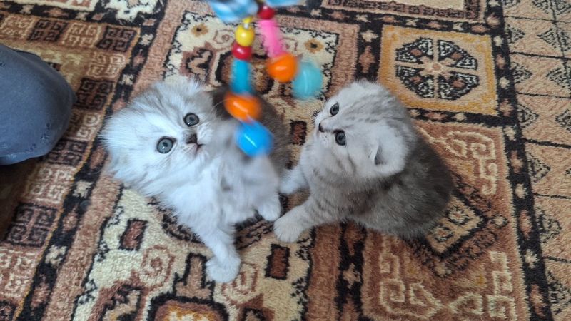 2 месячные котенки 2 месячные котенки