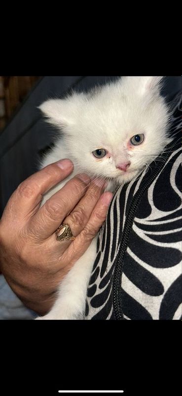 Скоттиш страйт котенок Скоттиш страйт котенок