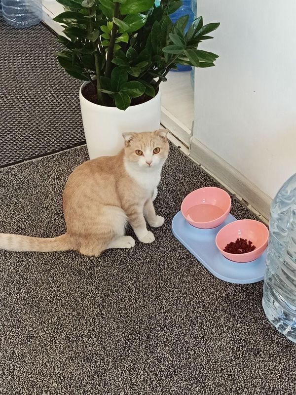 Шотландский вислоухий котёнок