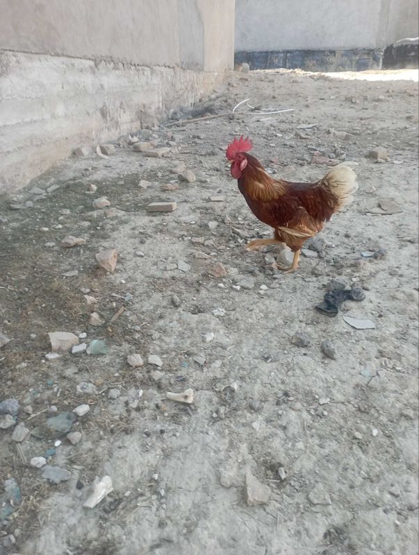 Продается петух породы ломан браун