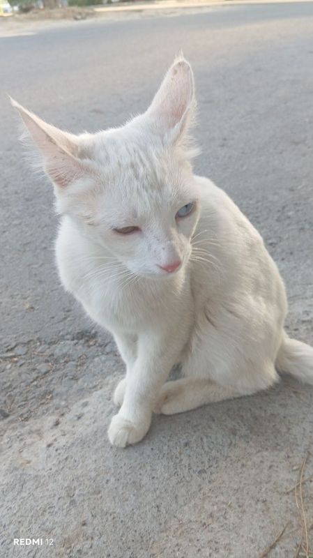 Кошка с 2 разномоним глазами карие и голубые Кошка с 2 разномоним глазами карие и голубые