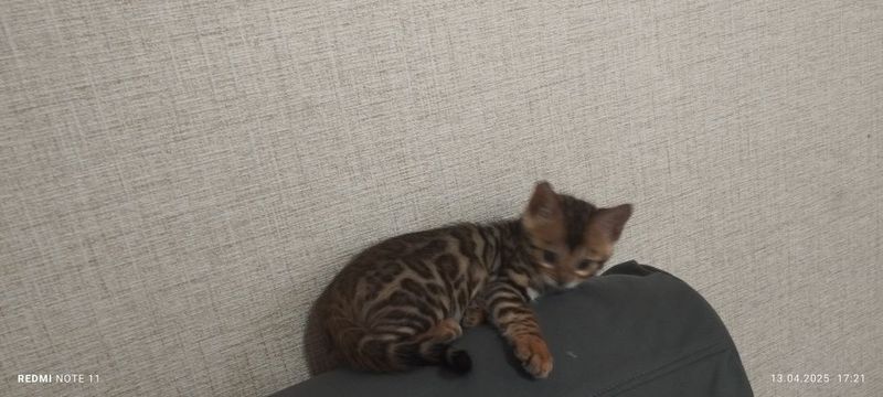 Срочно бенгальский котёнок Срочно бенгальский котёнок