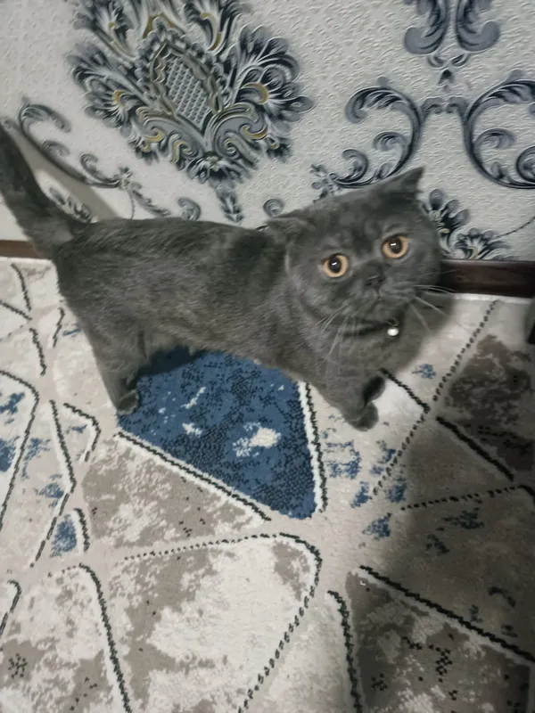 skotsh fold mushugi sotiladi