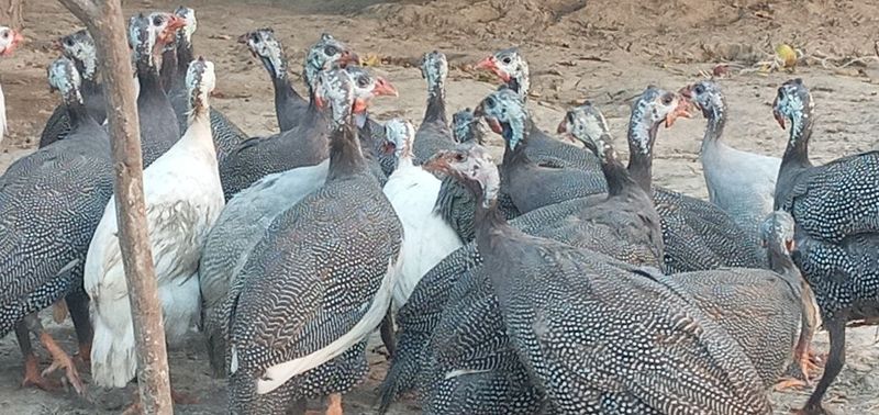 Sesarkalar sotiladi