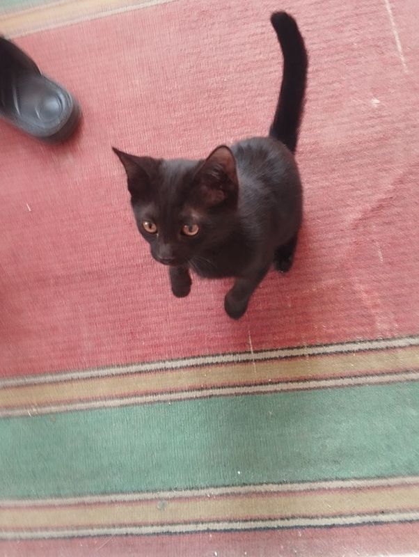 Отдам котят в хорошие руки Отдам котят в хорошие руки