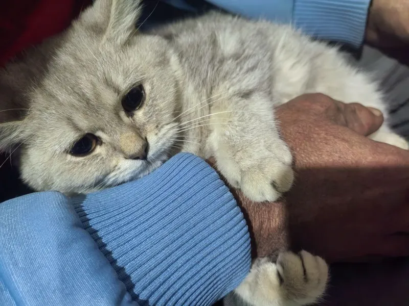 Майса мушук 6 ойли