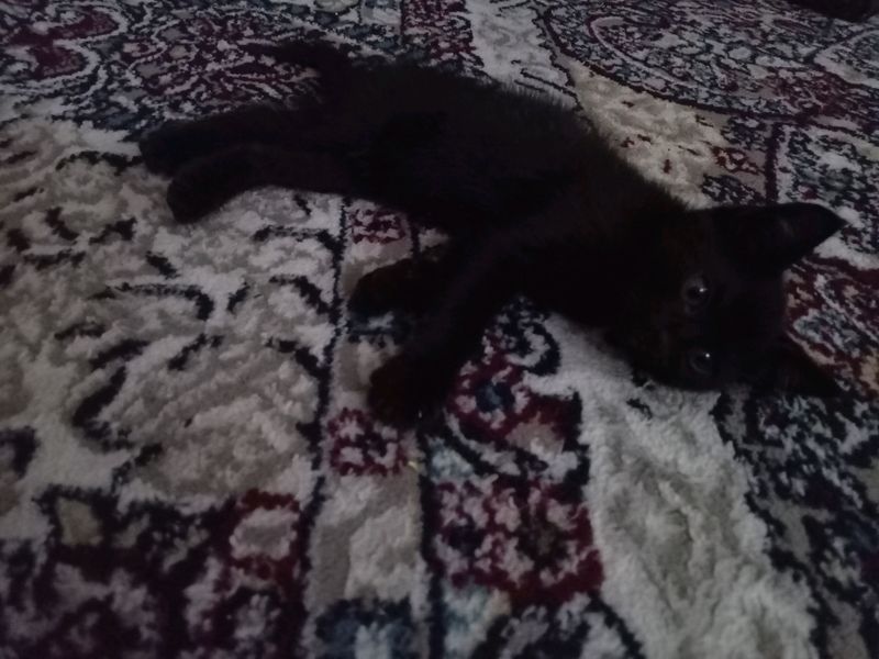 mushuk hadyaga mushuk hadyaga