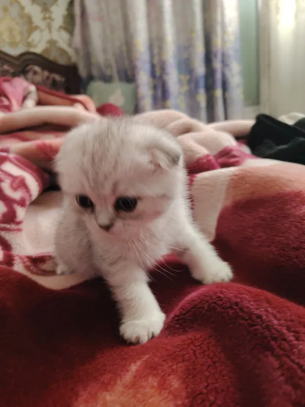 Zotdor Mushuk bolalar Zotdor Mushuk bolalar