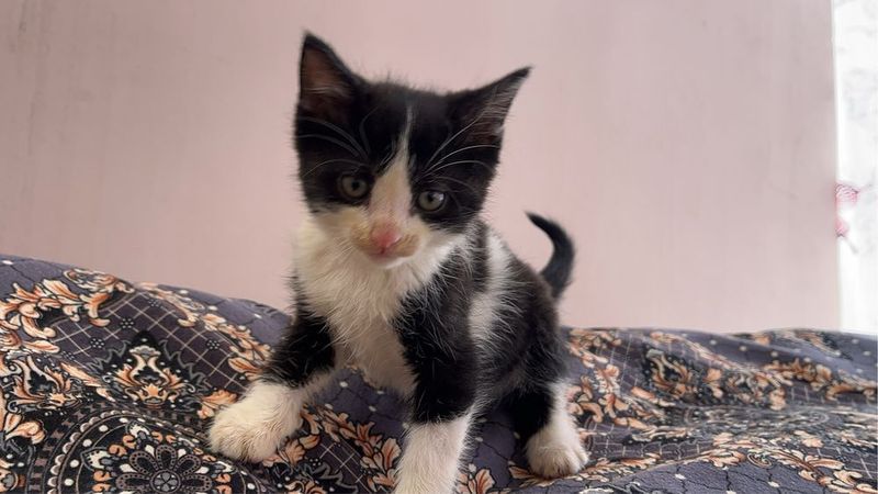Отдам котенка в хорошие руки Отдам котенка в хорошие руки