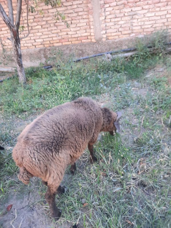 Quchqor sotiladi 2750