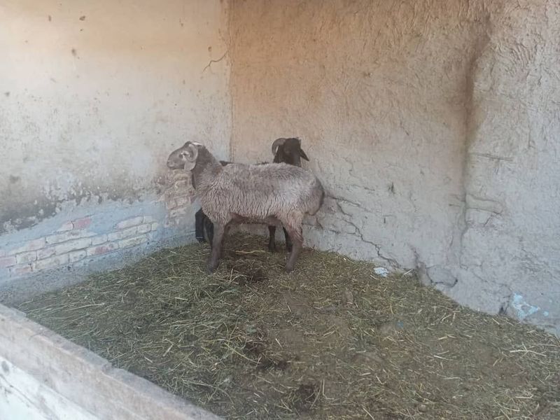 Qo'chqorlar sotiladi Qo'chqorlar sotiladi