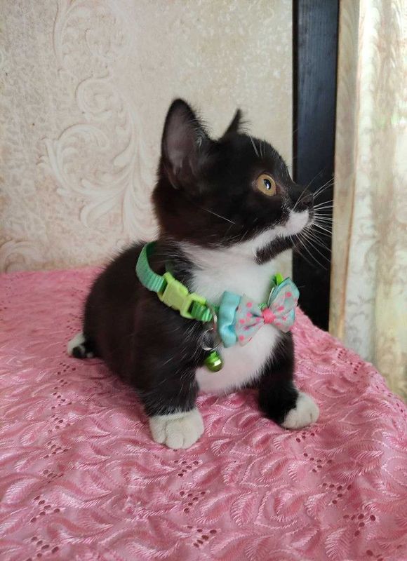 Продается элитный котенок Манчкин, девочка. Продается элитный котенок Манчкин, девочка.