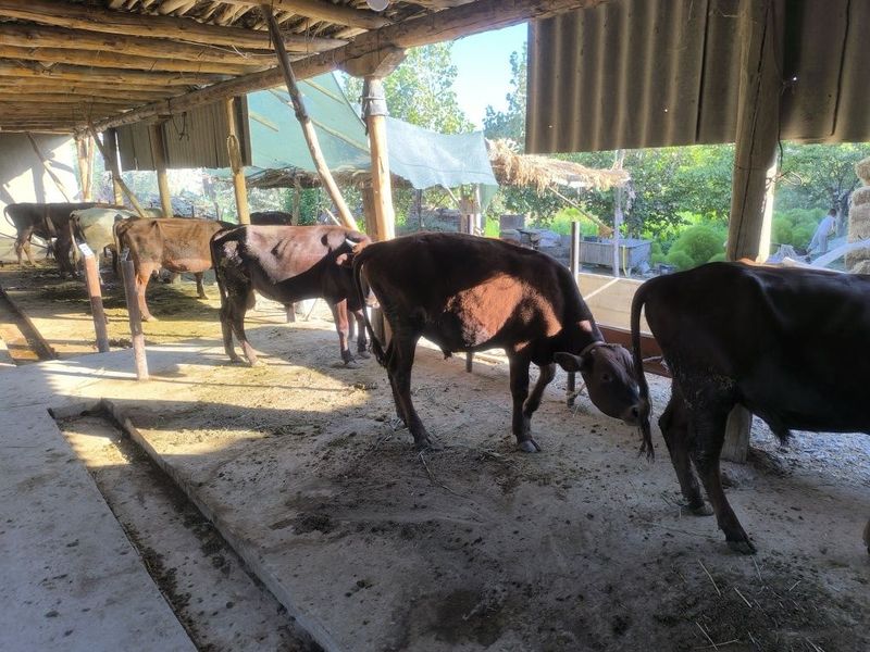 Ho'kizla sotiladi